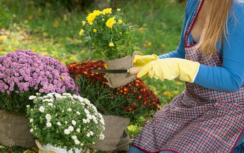 Local landscaping work suited to Pimlico properties